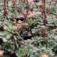Saxifraga  'April Showers'